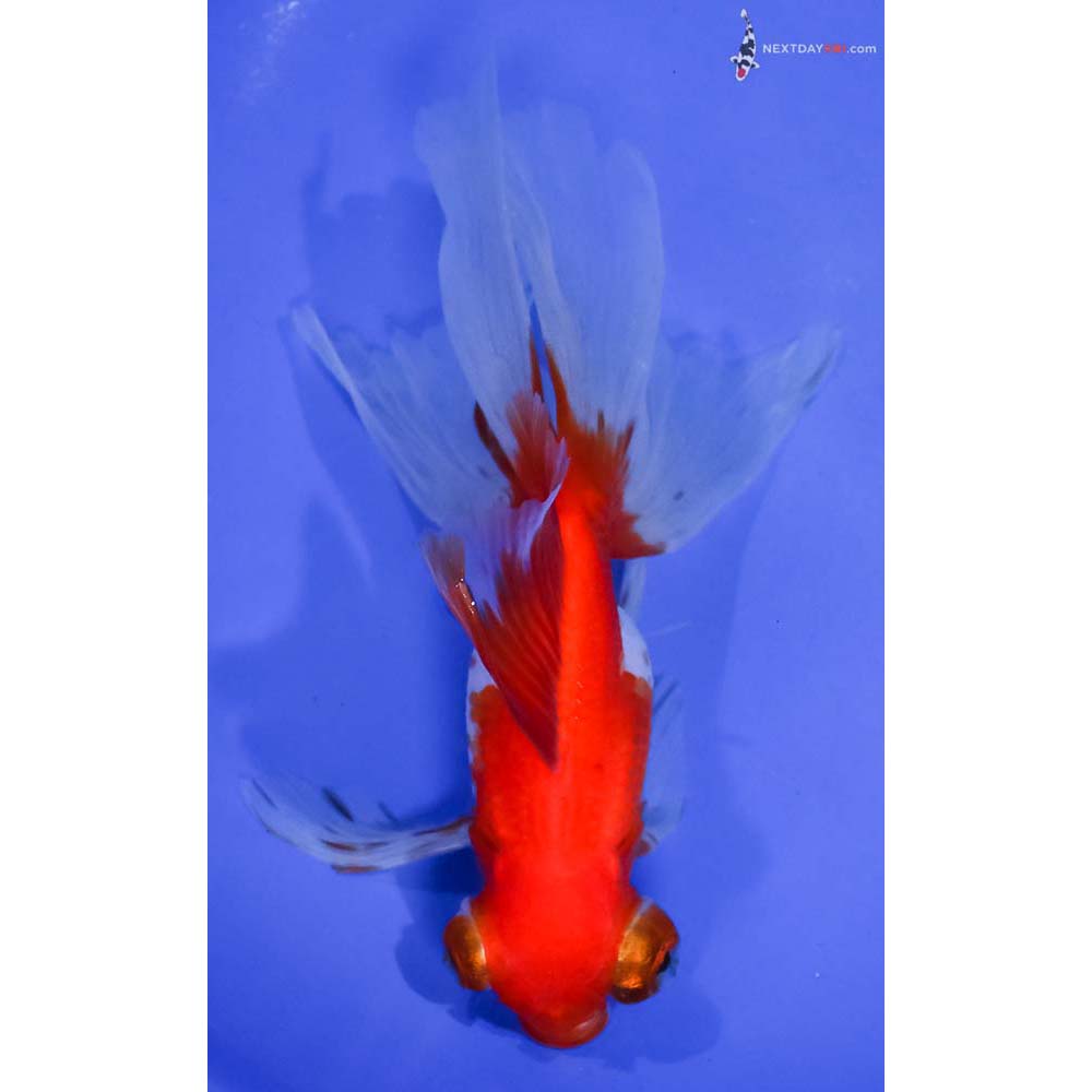 5.5” Imported Red and White Butterfly Tail