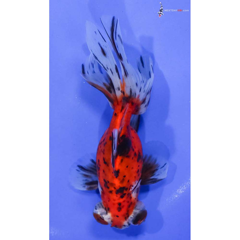 5.5” Imported Calico Butterfly Tail