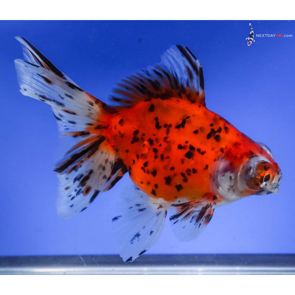 5.5” Imported Calico Butterfly Tail