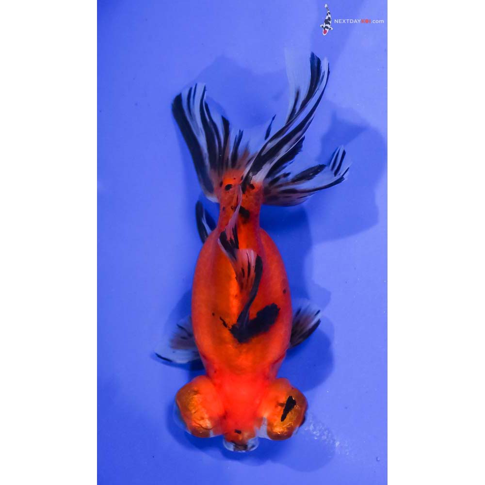 5” Imported Calico Butterfly Tail