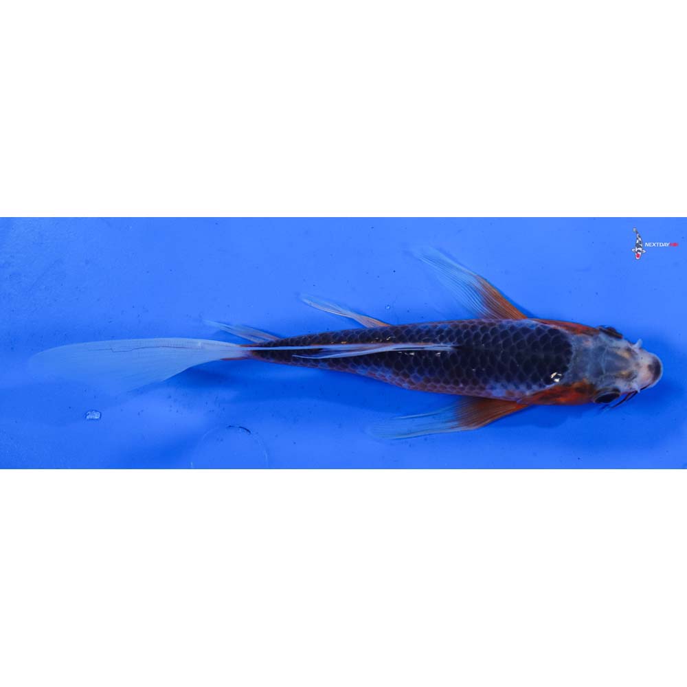 7” Imported Asagi Butterfly Koi