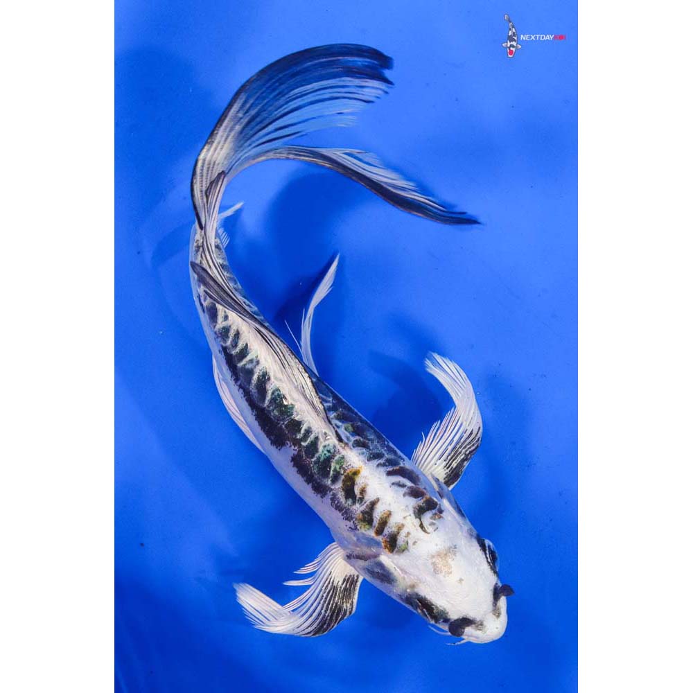 7” Imported Kin Kikokuryu Butterfly Koi
