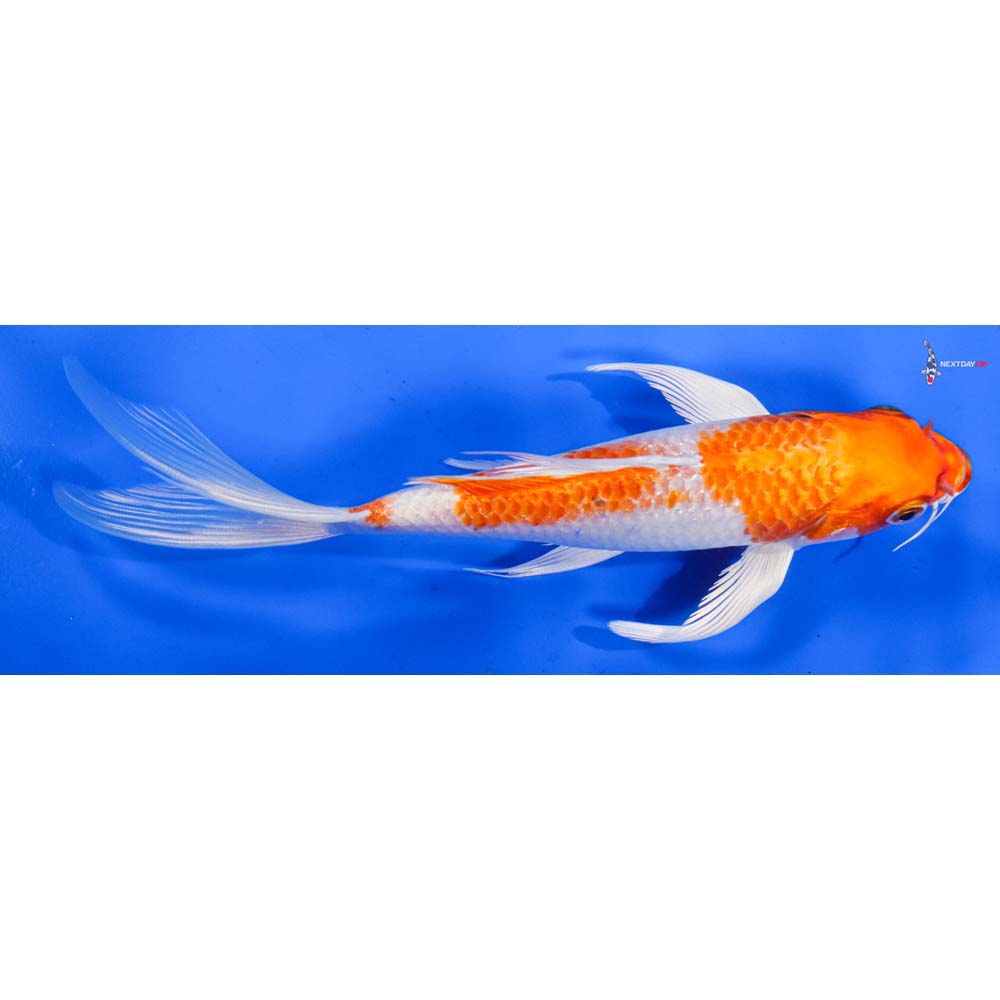 7” Imported Hariwake Butterfly Koi