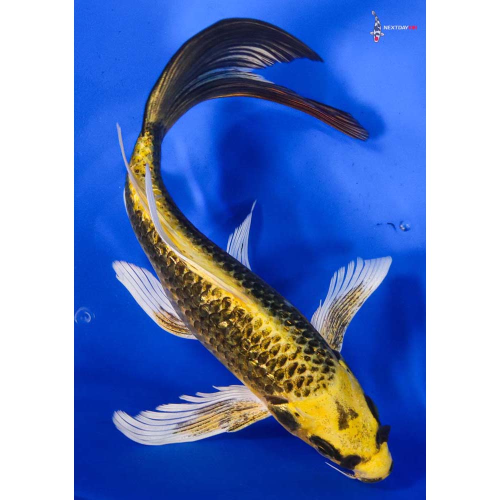 8” Imported Ki Matsuba Butterfly Koi
