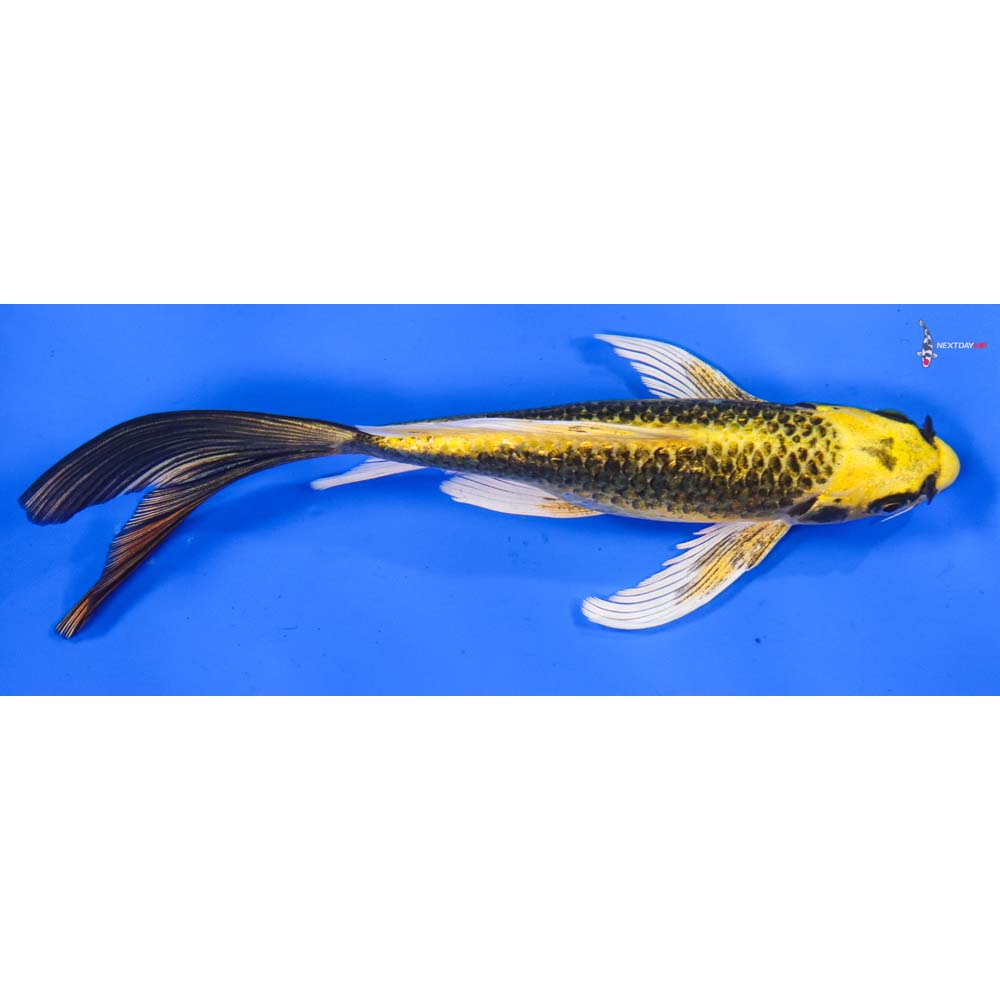 8” Imported Ki Matsuba Butterfly Koi