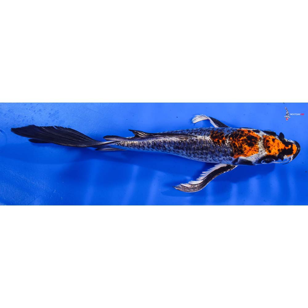 8” Imported Kujaku Butterfly Koi