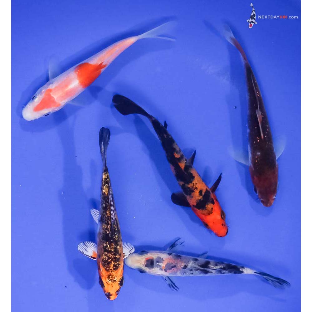 Lot of (5) 4-5” Imported Assorted Koi