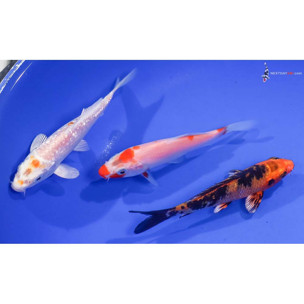 Lot of (3) 4-5” Imported Assorted Koi
