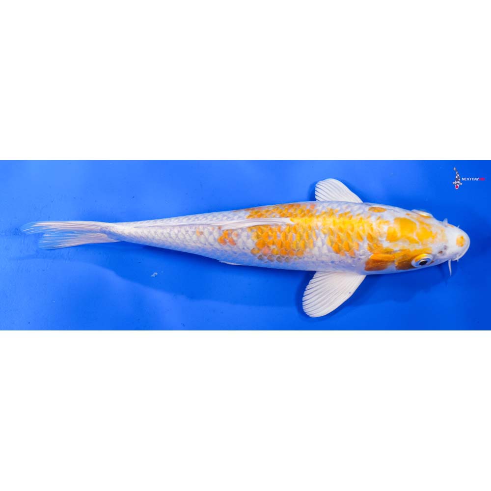 9.5” Imported Lemon Hariwake