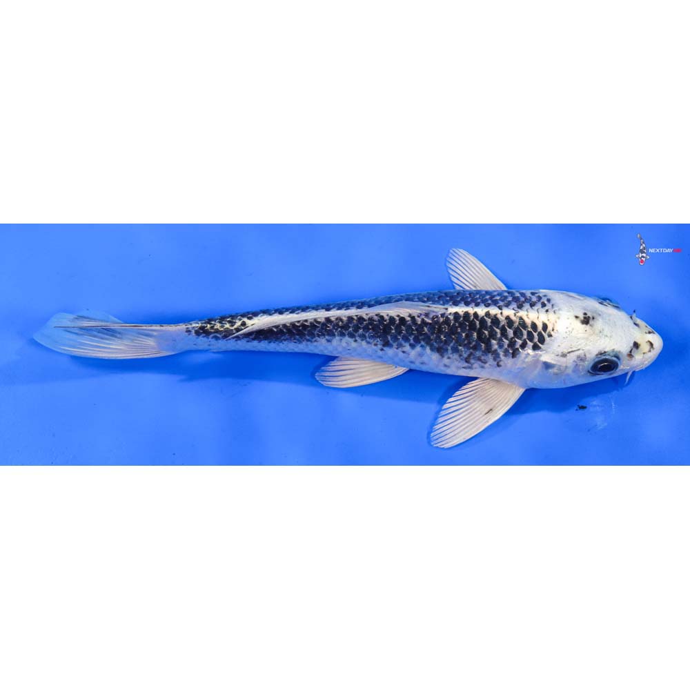 8.5” Imported Gin Matsuba