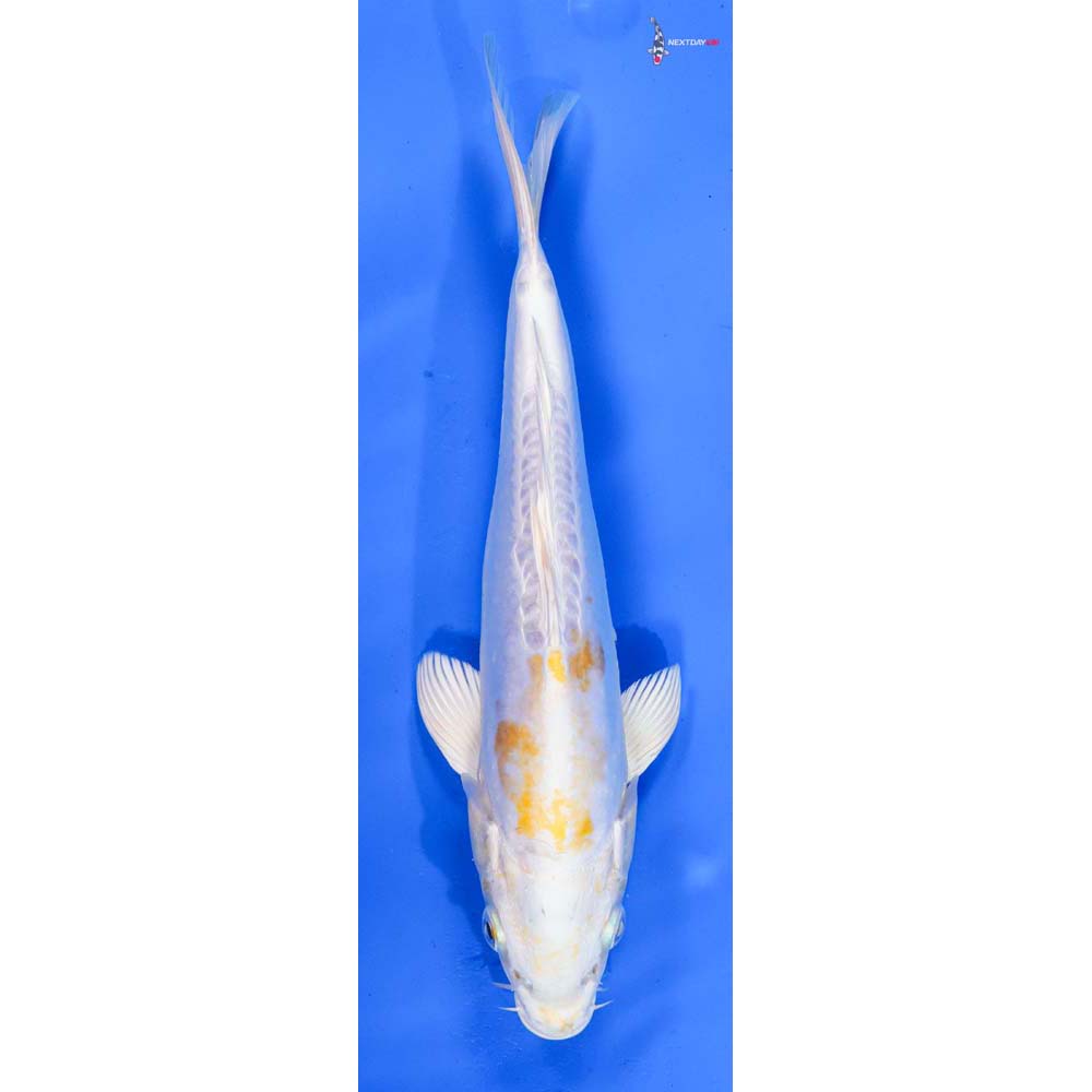 9.5” Imported Doitsu Lemon Hariwake