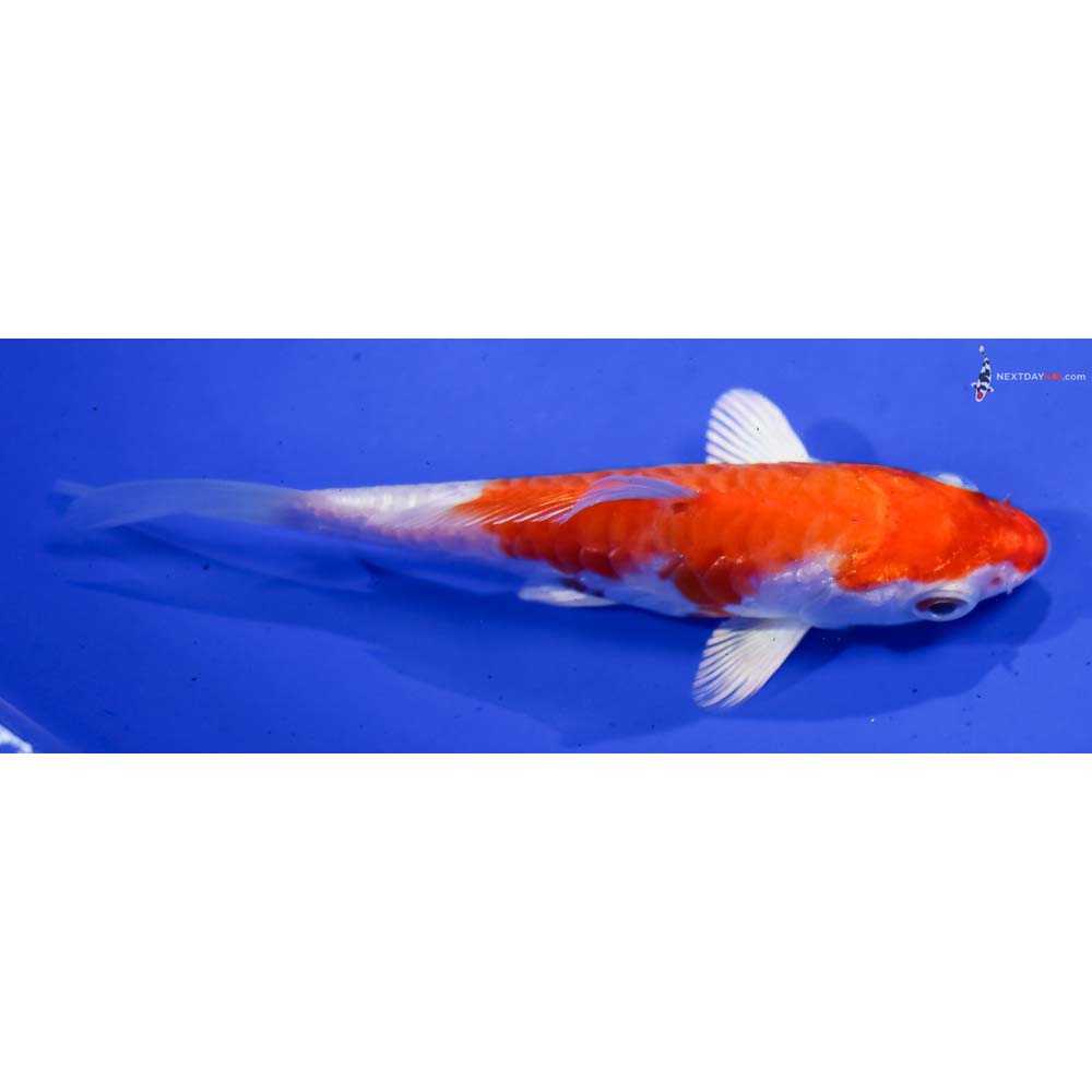 4” Imported Armor Scaled Hariwake