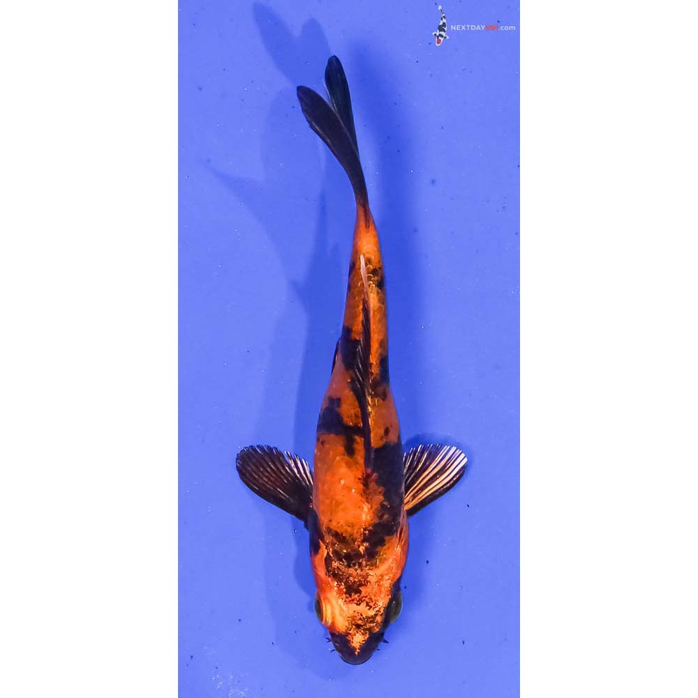 4” Imported Kin Hi Utsuri