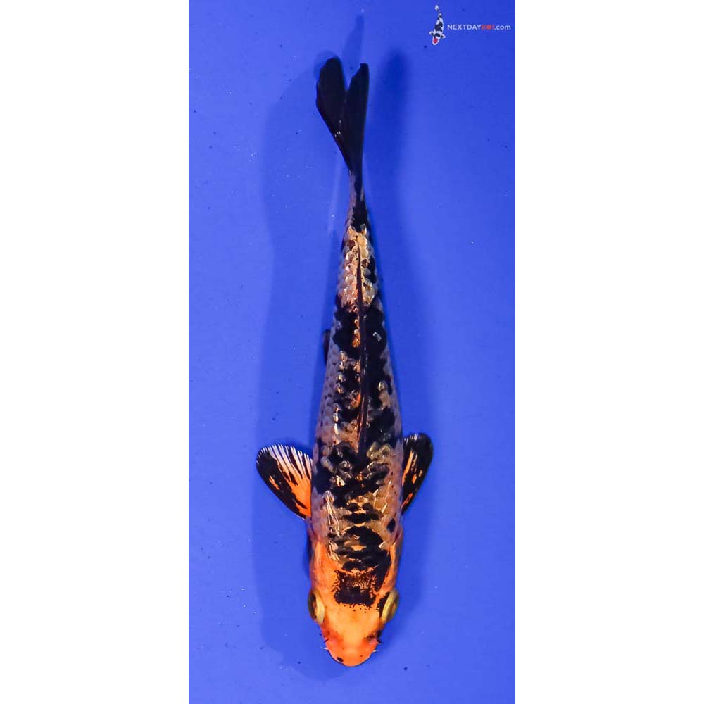 4.5” Imported Gin Rin Kin Aka Bekko