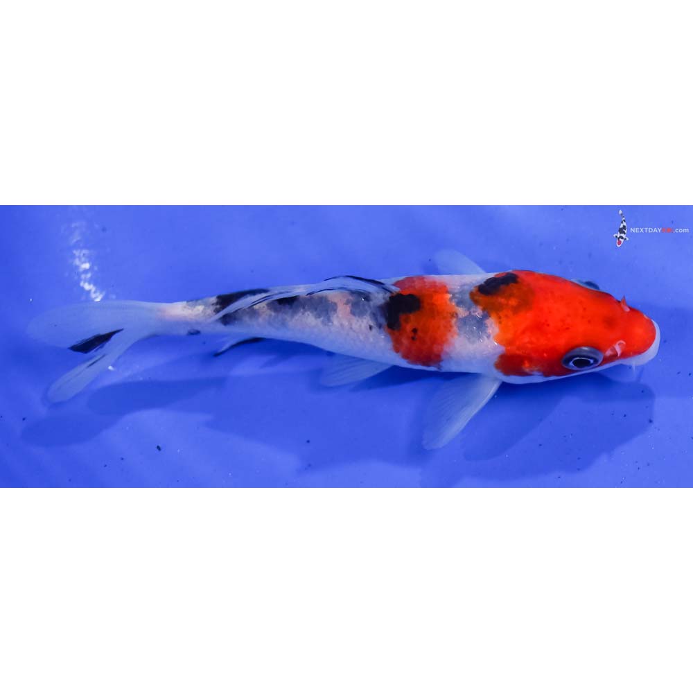 4.5” Imported Sanke