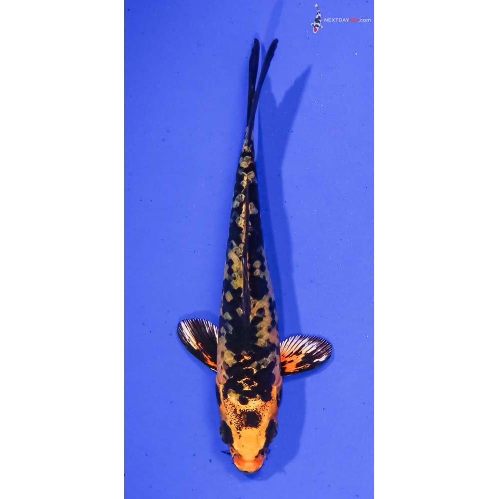 4.5” Imported Kin Ki Bekko