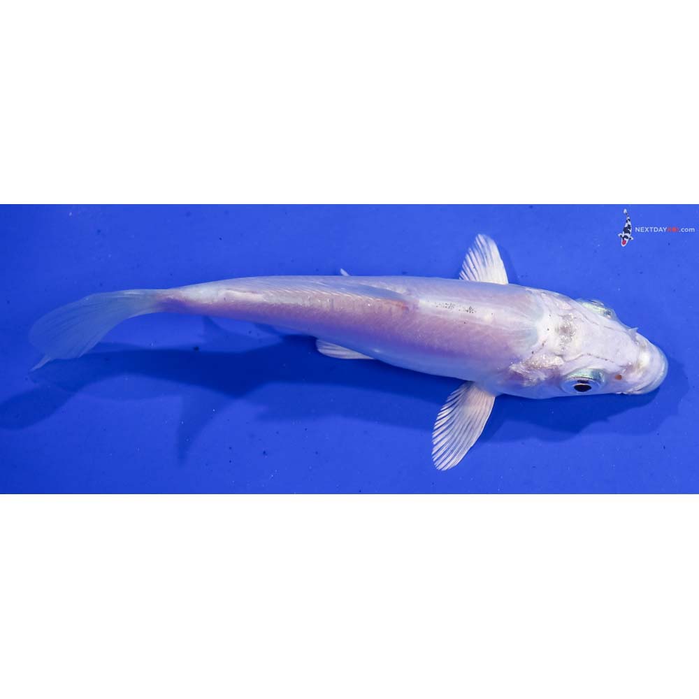 4.5” Imported Doitsu Platinum Ogon