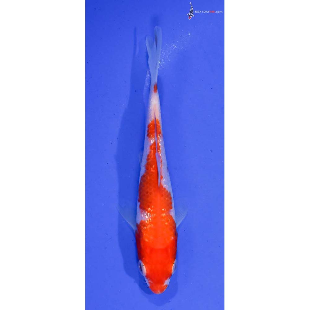 4.5” Imported Gin Rin Kohaku