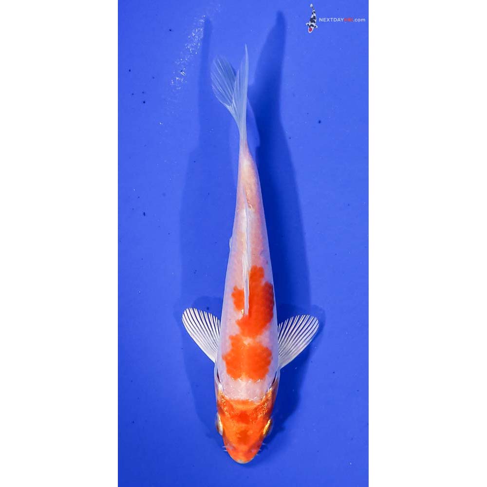 4.5” Imported Hariwake