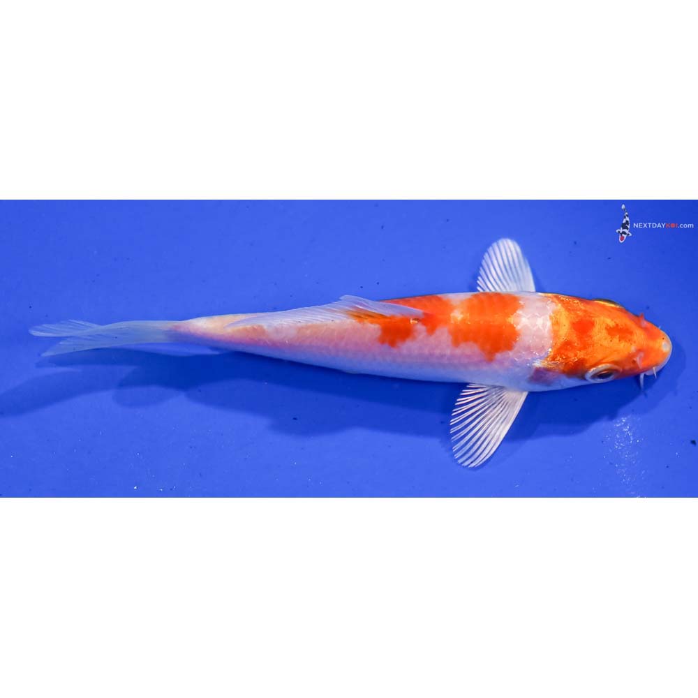 4.5” Imported Hariwake