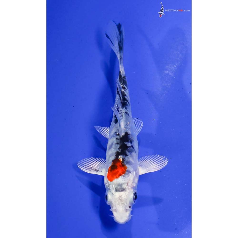 4” Imported Heisei Nishiki