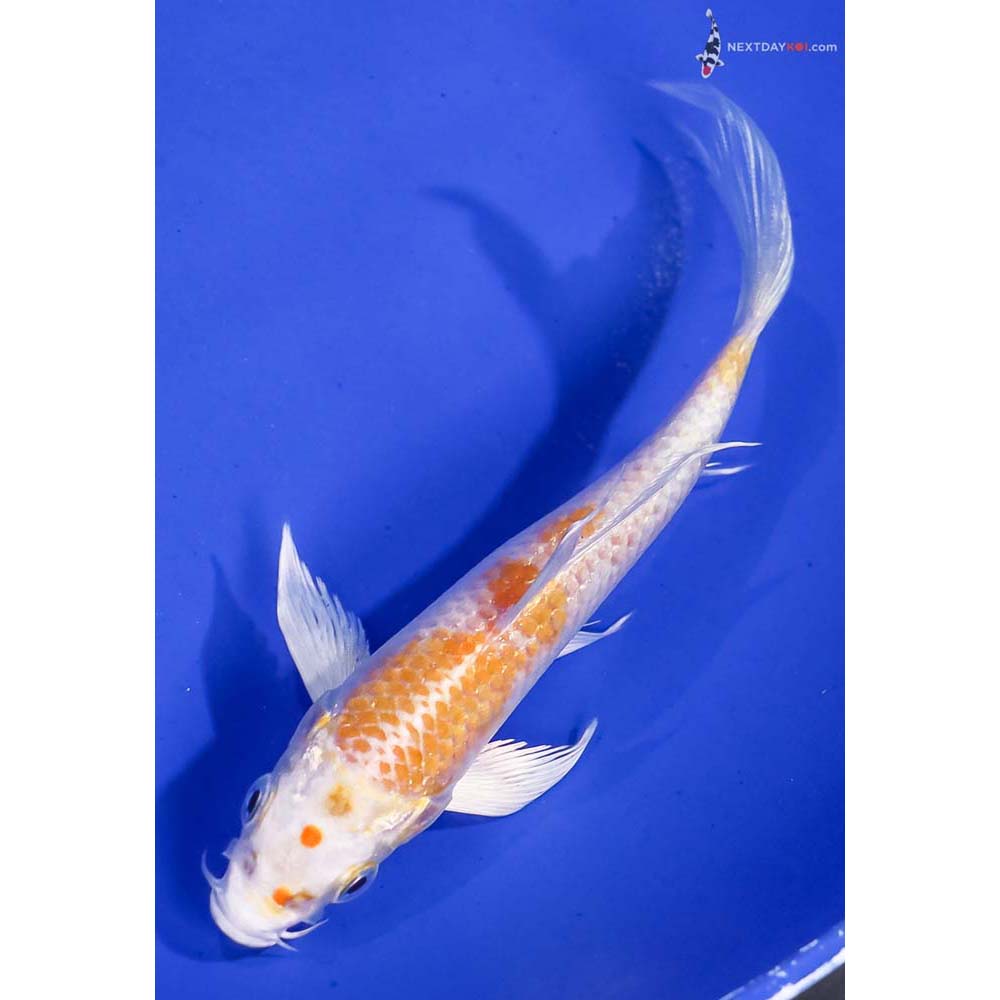 5.5” Imported Lemon Hariwake Butterfly Koi