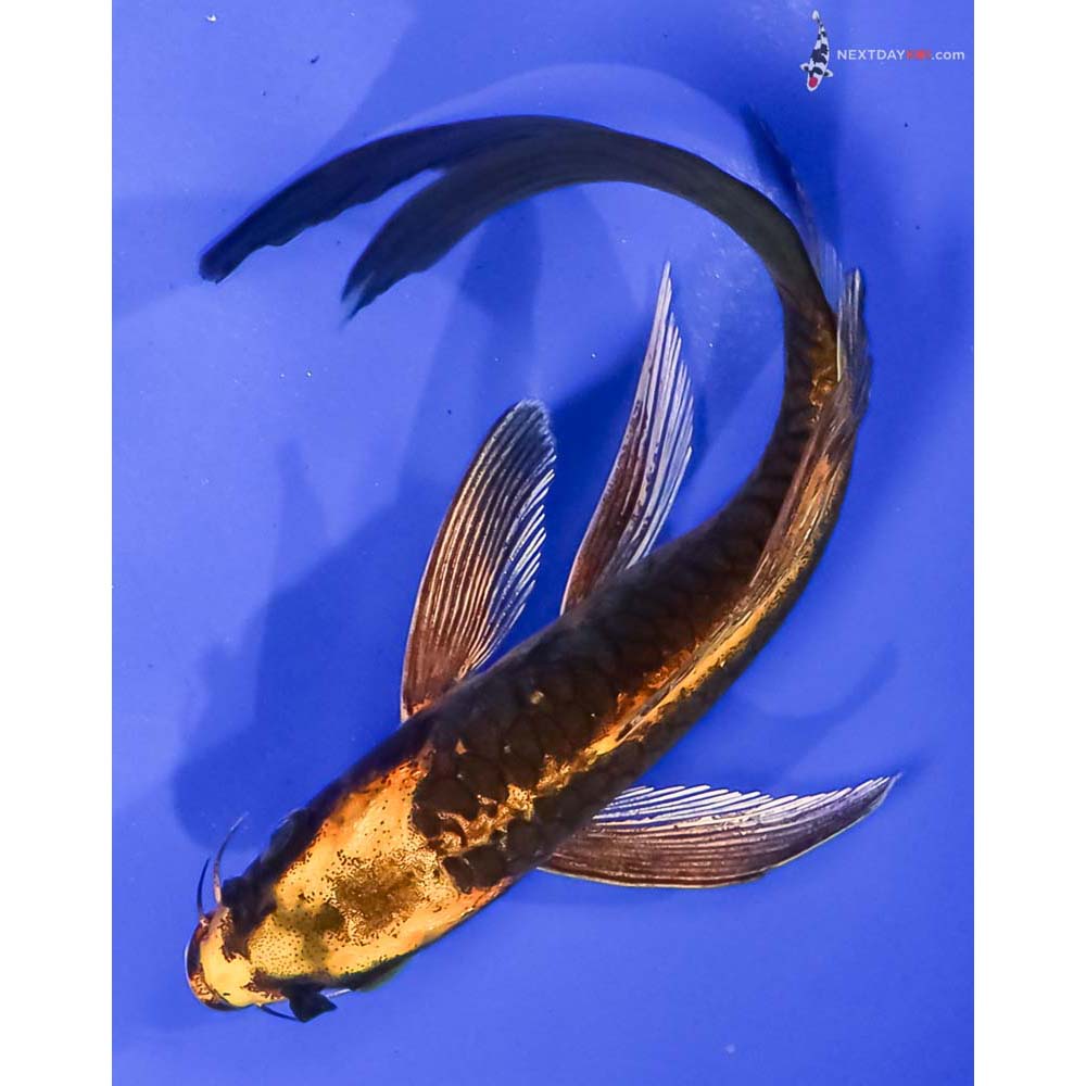 6” Imported Armor Scaled Kin Ki Utsuri Butterfly Koi