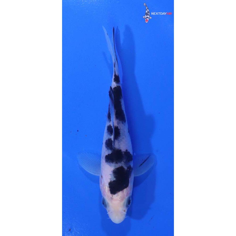 4” Imported Shiro Bekko