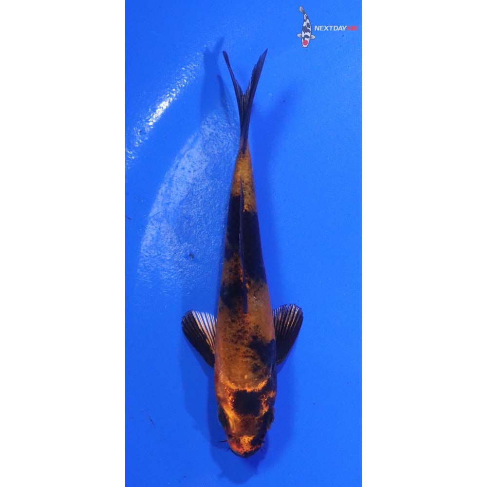 4” Imported Kin Hi Utsuri