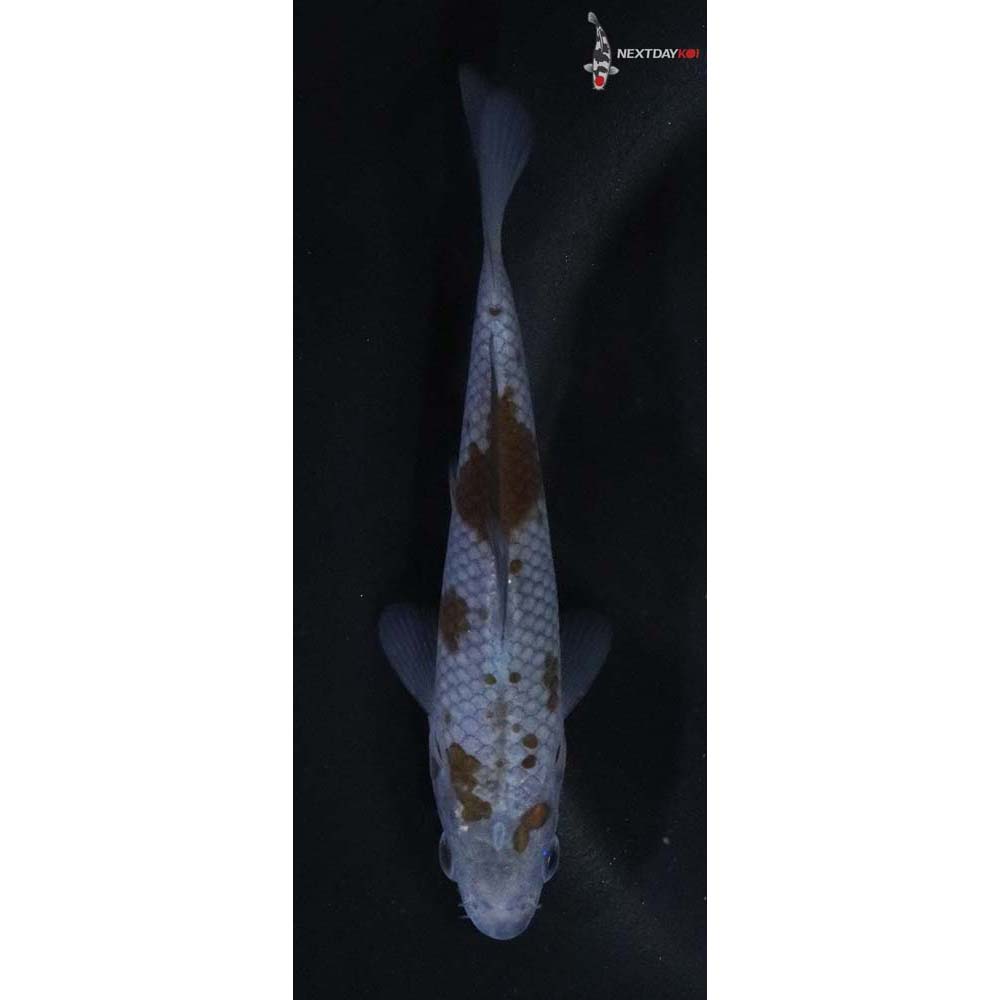 4” Imported Ochiba Shigure