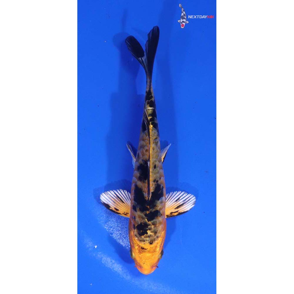 4.5” Imported Armor Scaled Kin Aka Bekko