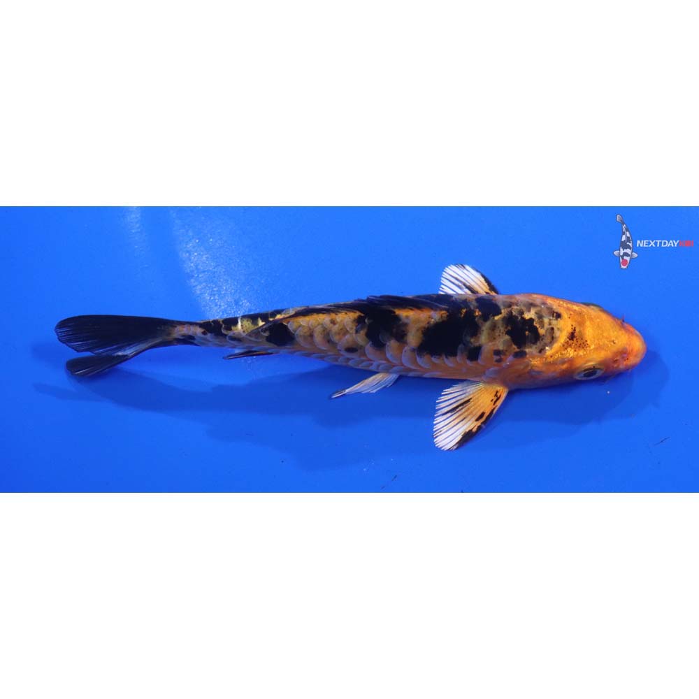 4.5” Imported Armor Scaled Kin Aka Bekko