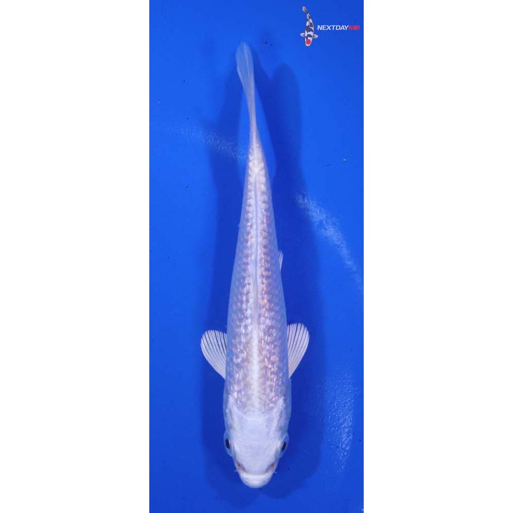 4.5” Imported Gin Rin Platinum Ogon