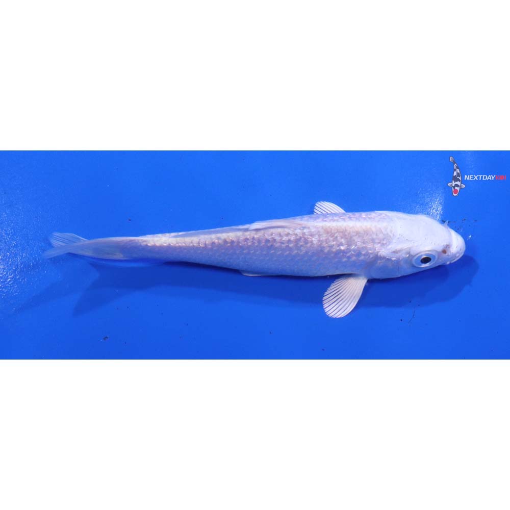 4.5” Imported Gin Rin Platinum Ogon