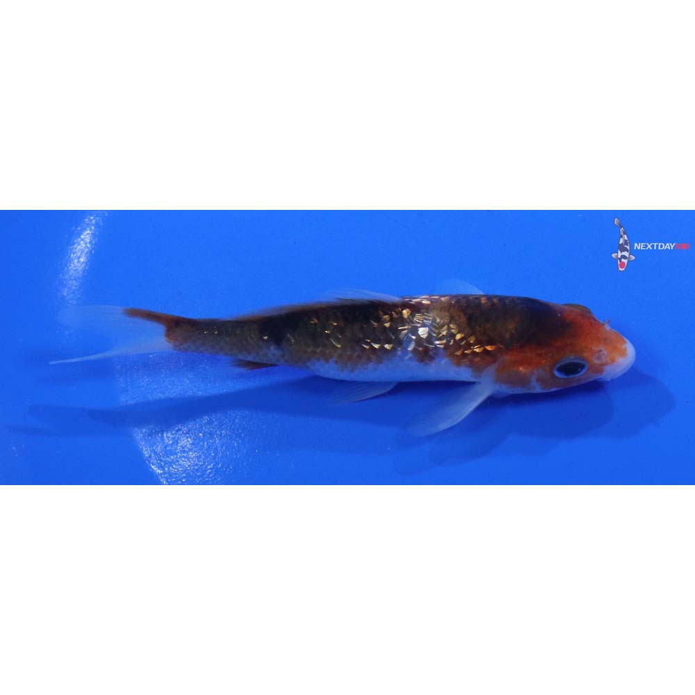 4.5” Imported Gin Rin Goromo