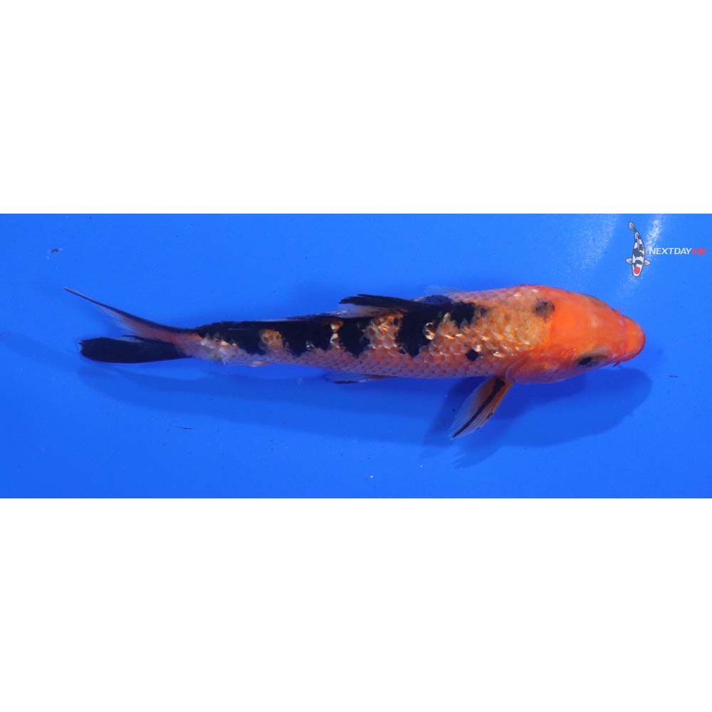 4.5” Imported Aka Bekko