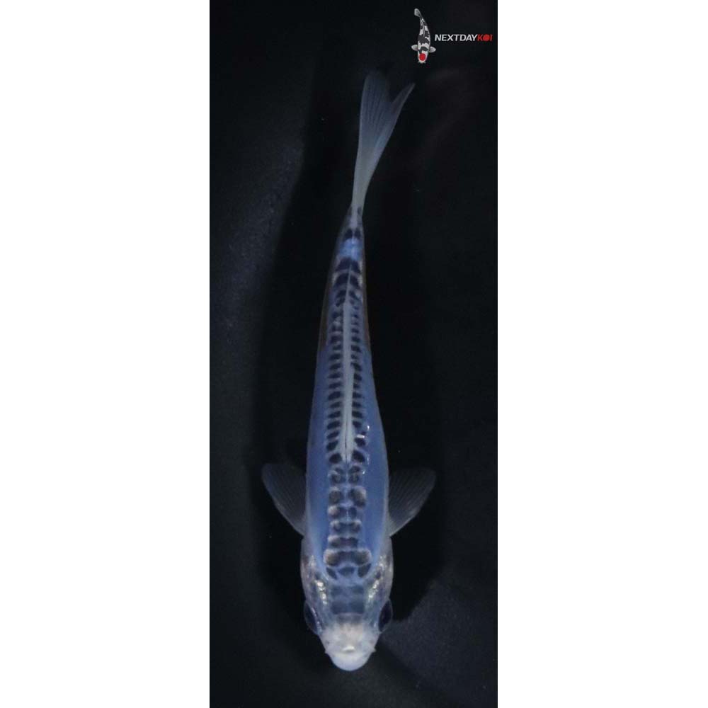 4.5” Imported Shusui