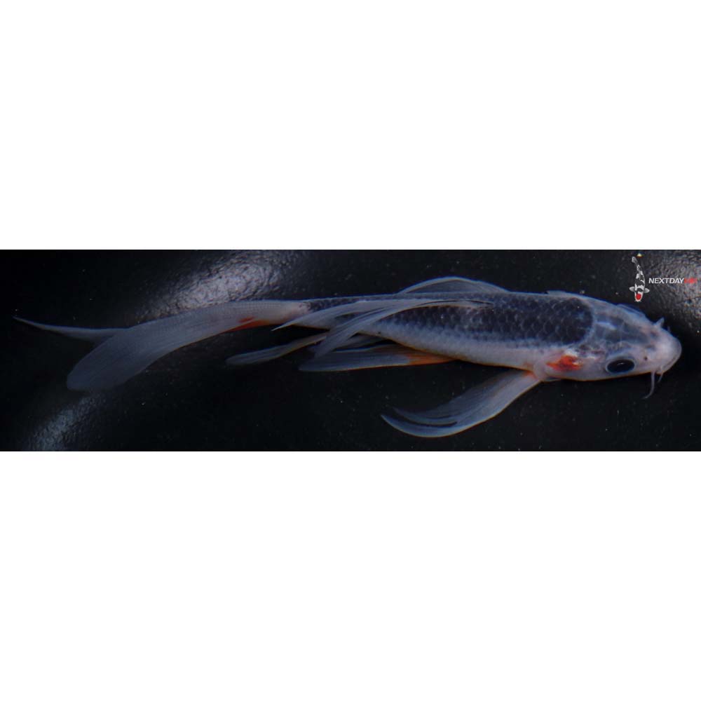 5” Imported Asagi Butterfly Koi