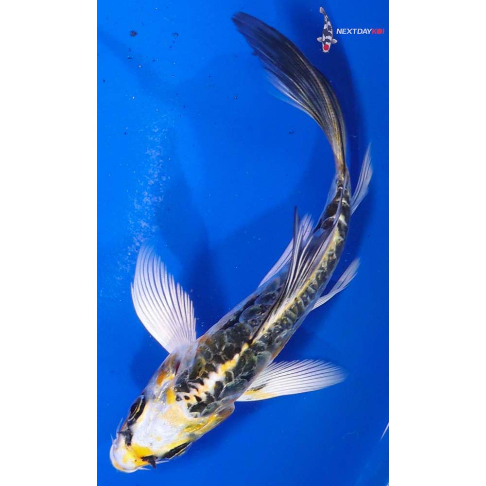 5” Imported Doitsu Kujaku Butterfly Koi
