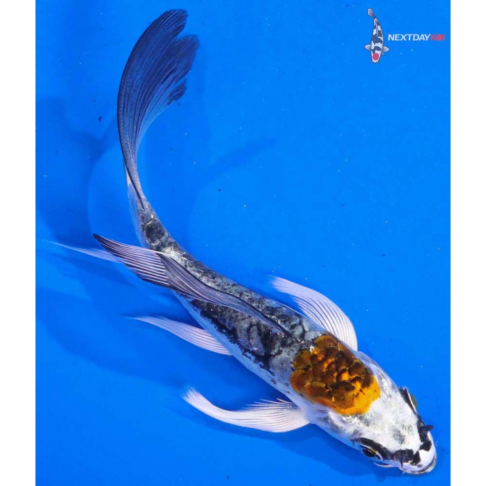 4.5” Imported Kin Kikokuryu Butterfly Koi