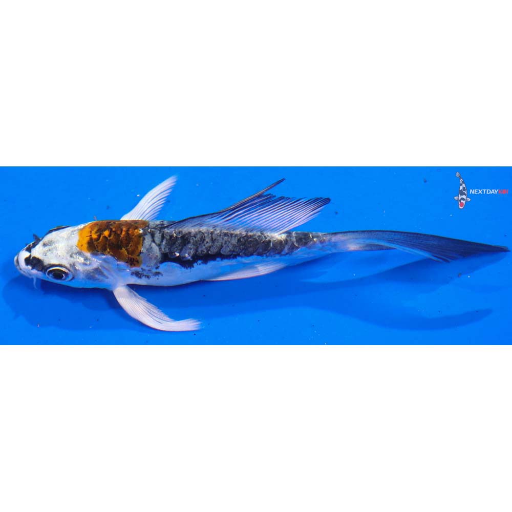 4.5” Imported Kin Kikokuryu Butterfly Koi