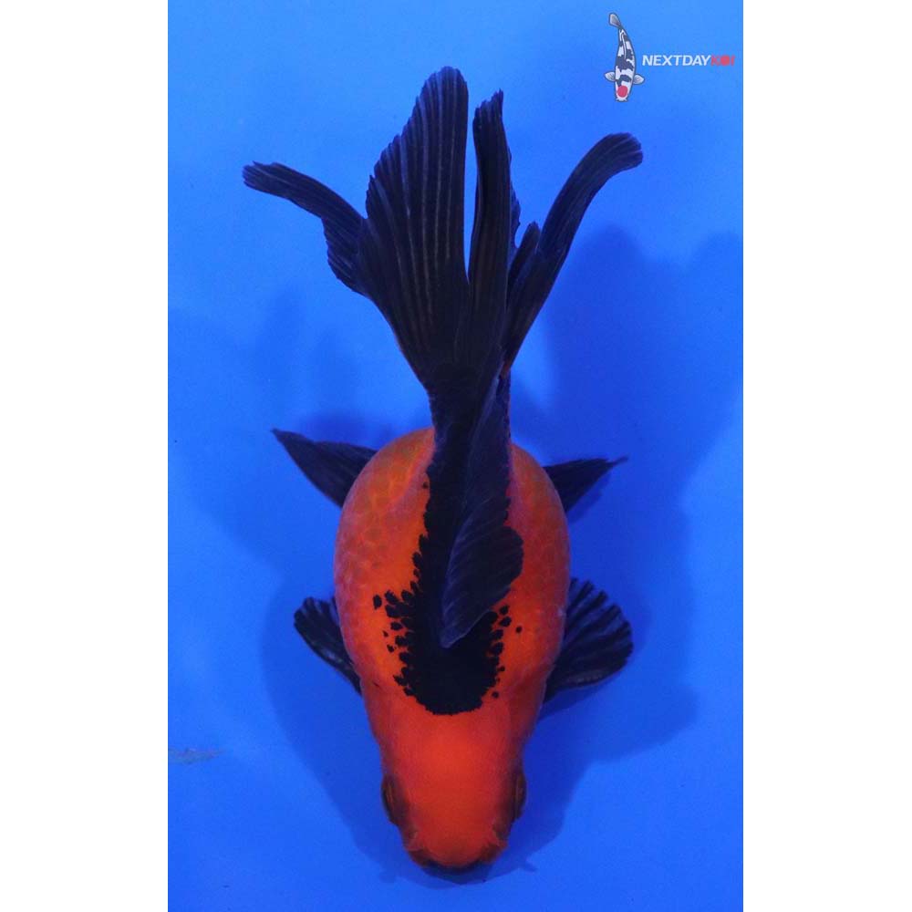 3” Imported Red and Black Pearlscale