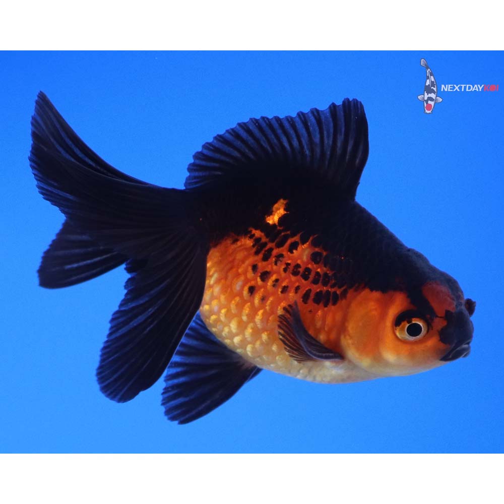 3.5” Imported Male Red and Black Pearlscale