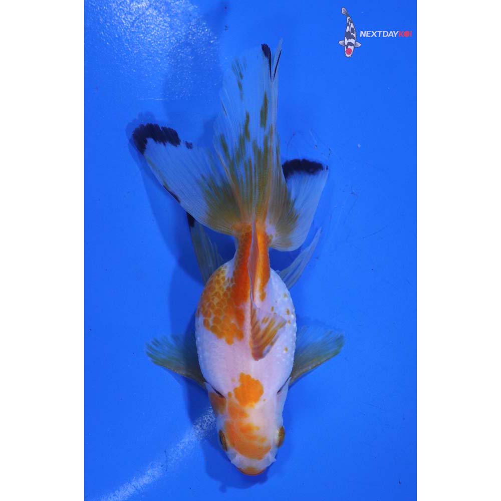 3.5” Imported Yellow and White Pearlscale