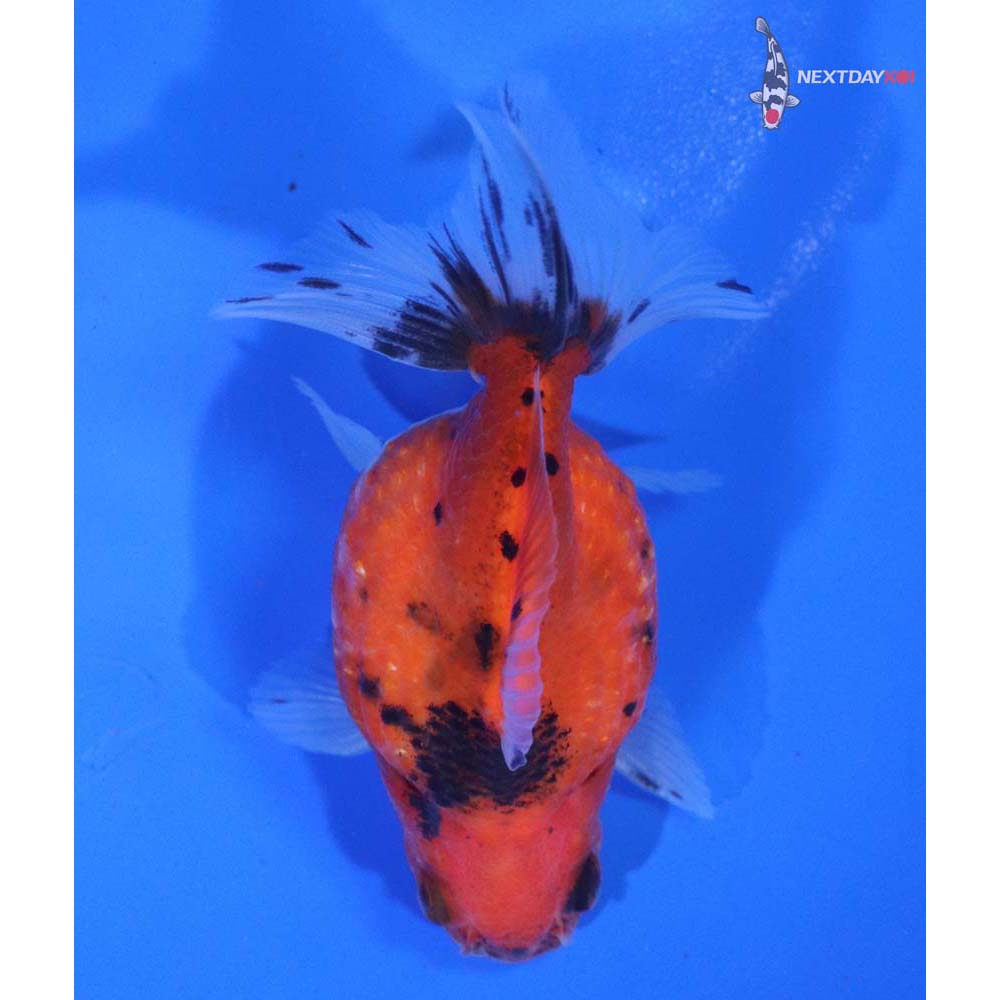 3.5” Imported Calico Pearlscale