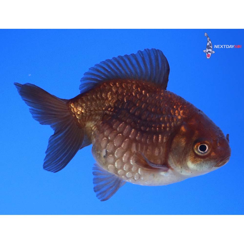 2.5” Imported Male Chocolate Pearlscale