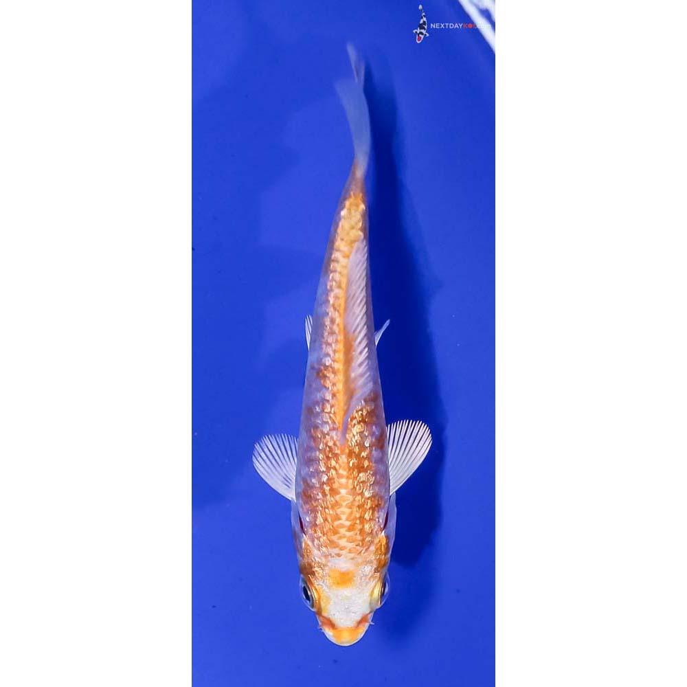 3” Imported Gin Rin Hariwake