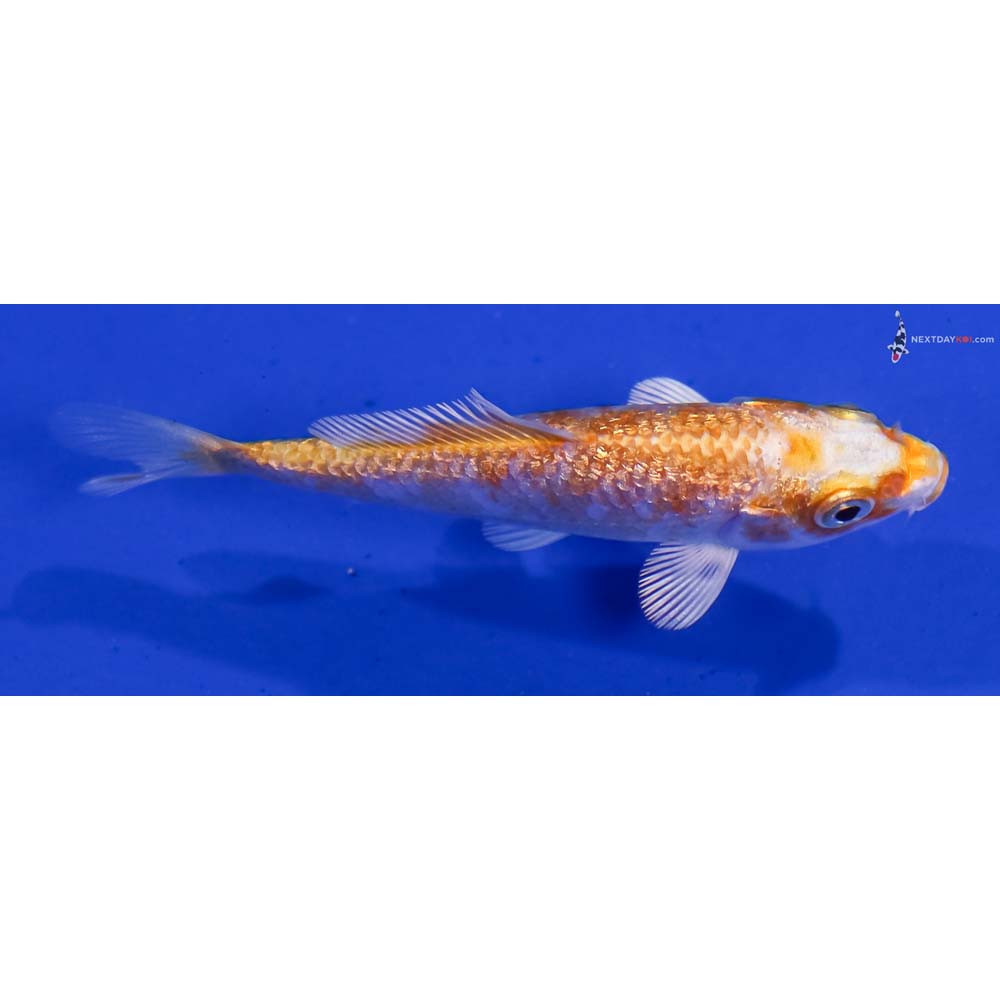 3” Imported Gin Rin Hariwake