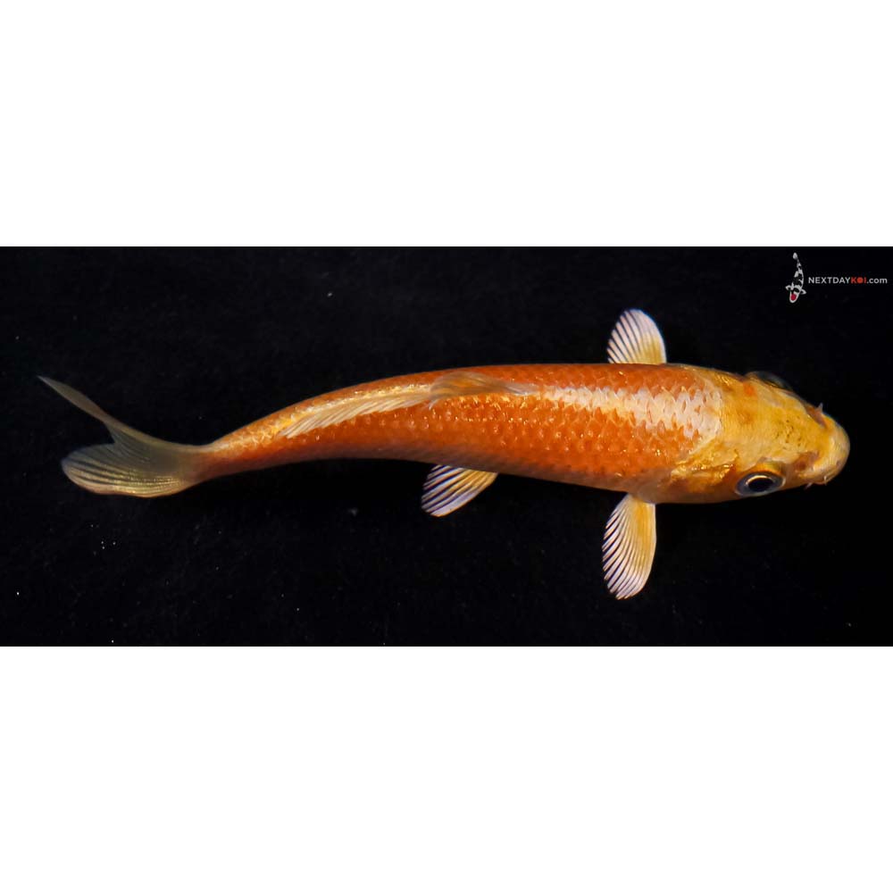 3.5” Imported Yamabuki Ogon