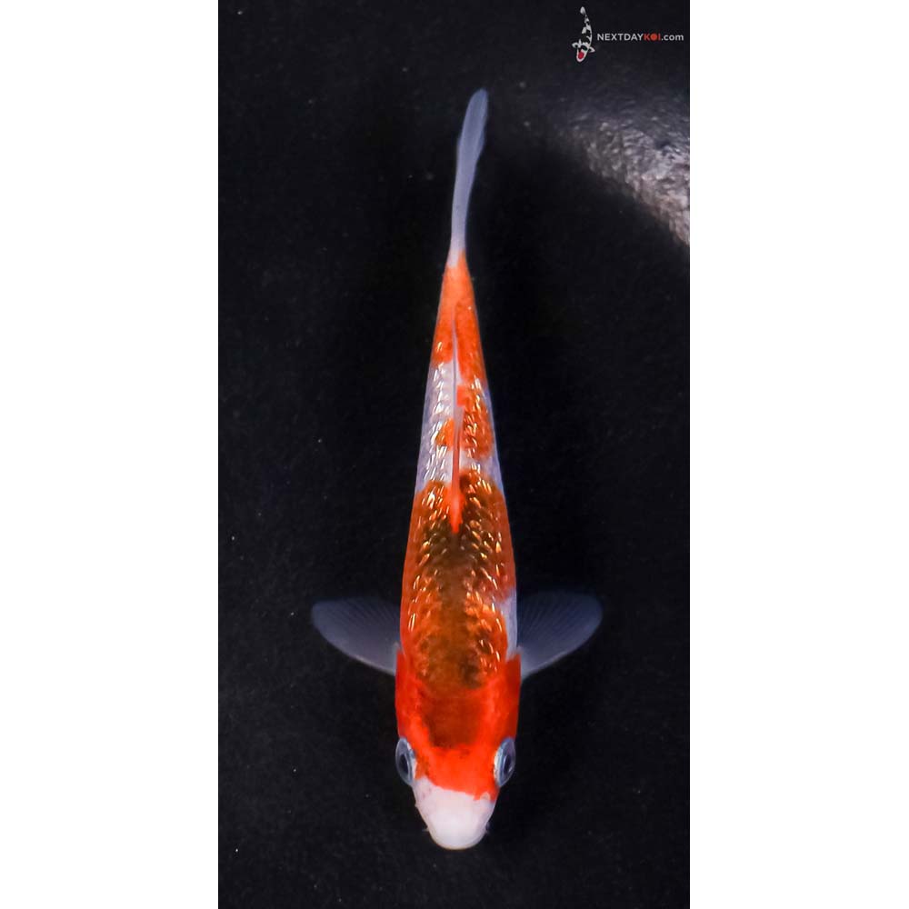 3.5” Imported Gin Rin Goromo